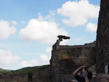 Birds of prey show at Chateau de La Roche-en-Ardenne (Belgium)